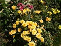 bba6f7cb-Picture 2685.jpg